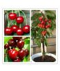 iShopping - Husmah Rare Japanese Cherry Seeds