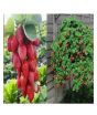 iShopping - Husmah Red Climbing Strawberry Seeds 4 Season