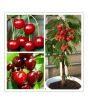 iShopping - Husmah Rare Japanese Red Pink Cherry seeds