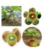 iShopping - Husmah Thailand Mini Kiwi Fruit Seeds Imported