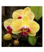 iShopping - Husmah Phalaenopsis Orchid Yellow Red Seeds