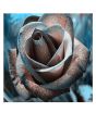 iShopping - HusMah Rare Black Design Rose Imported Seeds