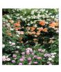 iShopping - HusMah Climbing rose Seeds Mix Pink Orange White 