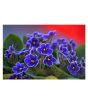 iShopping - HusMah Bonsai Matthiola Incana Seed- Purple