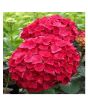 iShopping - HusMah Rare Hydrangea Seeds- Red