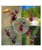 iShopping - HusMah Rare Orchid Flying Duck Seeds 