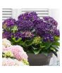iShopping - HusMah Rare Hydrangea Seeds- Purple