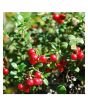 iShopping - HusMah Rare Red Pearl Cherry Blossom seeds