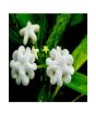 iShopping - HusMah Ceropegia Huberi Seeds
