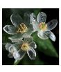 iShopping - HusMah Rare Exotic Blooming Plants Skeleton Flowers Seeds