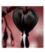 iShopping - HusMah Bleeding Heart Flower Seeds Dicentra Spectabilis Black