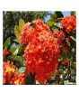iShopping - HusMah Rare Hydrangea Seeds- Orange