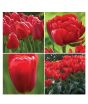 iShopping - HusMah Tulip Red Highgrade Courtyard