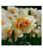 iShopping - HusMah Beautiful Narcissus Flower Balcony Plant Seeds-White Orange