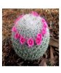 iShopping - HusMah Ball Cactus Semillas Flora Seeds