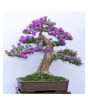 iShopping - HusMah Bonsai Seeds Japanese Lilac Seeds (Extremely Fragrant)