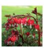 iShopping - HusMah Bleeding Heart Flower Seeds Dicentra Spectabilis Red