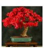 iShopping - HusMah Unique Red Bougainvillea Spectabilis Seeds