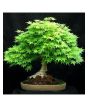 iShopping - HusMah Rare Bonsai Green Maple Seeds
