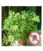 iShopping - HusMah Mosquito Repelling Grass Mozzie Buster Sweetgrass Seeds