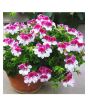 iShopping - HusMah Pelargonium Peltatum Flower Seeds