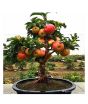 iShopping - HusMah Dwarf Apple Tree Seeds