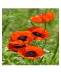 iShopping - HusMah Beautiful Bonsai Poppy Seeds- Orange