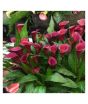 iShopping - HusMah Rare Calla Lily Seed- Dark Maroon