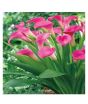 iShopping - HusMah Rare Calla Lily Seed- Light Pink