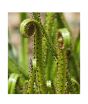 iShopping - HusMah Aurora Drosophyllum Seeds
