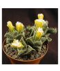 iShopping - HusMah Faucaria Succulent Seeds