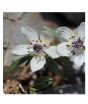 iShopping - HusMah Rare Eranthis Flower Seeds- White