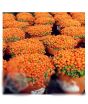 iShopping - HusMah Scoparia Red Plants Seeds