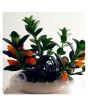 iShopping - HusMah Bonsai Goldfish Chlorophytum Seed- Orange