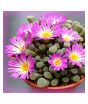 iShopping - HusMah Fenestraria Aurantiaca Succulent Plant Seeds
