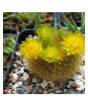 iShopping - HusMah Bonsai Notocactus Graessneri Cactus Flower Seed- Yellow