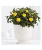 iShopping - HusMah Bonsai Miniature Rose Seeds- Yellow