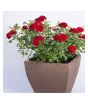 iShopping - HusMah Bonsai Miniature Rose Seeds- Red