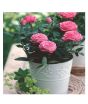 iShopping - HusMah Bonsai Miniature Rose Seeds- Pink
