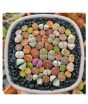 iShopping - HusMah Lithops Mix Succulents Stone Seeds