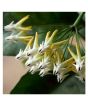 iShopping - HusMah Mix Rocket Hoya Orchid Seeds