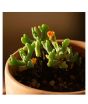iShopping - HusMah Rare Rhombophyllum Nelii Succulent Seeds