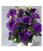 iShopping - HusMah Bonsai Rare Eustoma Seeds- Purple