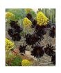 iShopping - HusMah World'S Rare Black Aeonium Arboreum Stones Flowers Seeds