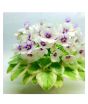iShopping - HusMah Bonsai Matthiola Incana Seed- White Purple