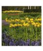 iShopping - HusMah Bonsai Imperial Crown Seeds- Yellow