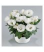 iShopping - HusMah Bonsai Rare Eustoma Seeds- White
