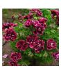 iShopping - HusMah Crimson Flower Seeds
