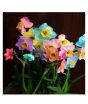 iShopping - HusMah Rainbow Daffodils Perennial Flowering Plants Seeds-Absorption Radiation