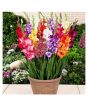 iShopping - HusMah Rare Cut Aerobic Gladiolus Flower Seeds